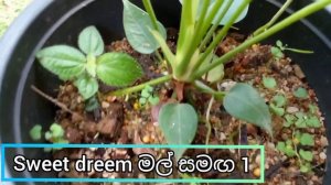 බැංකොක් ඇන්තූරියම් මල් සමඟ | anthurium wagawa sinhala | beautiful anthurium | ඇන්තූරියම් වර්ග