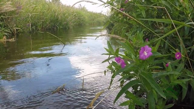 Крупнее или Мельче выбрать мушку? Мушка Синяя Стрекоза в деле. Ловля на стрекозу.