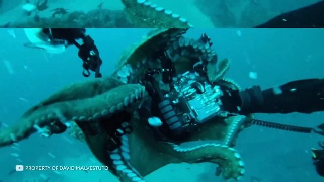 Самые Гигантские Существа, Которых Обнаружили в Глубинах Океана смотреть онлайн