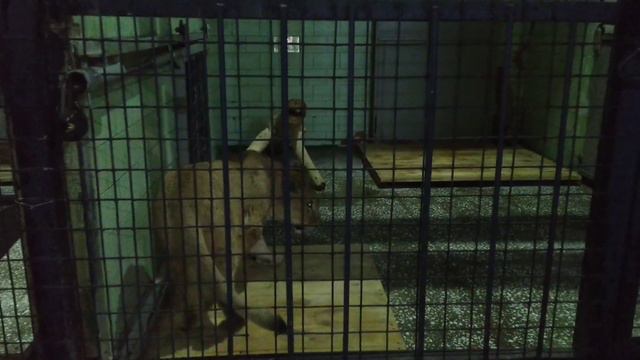 Юная ЛЬВИЦА КИАРА демонстрирует южный темперамент😁 смотреть онлайн