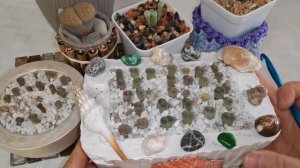 Как поживают мои малыши Литопсы, Lithops #lithops