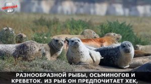 Серый Тюлень, Длинномордый или Тевяк: огромное милое морское млекопитающее, ловящее рыбу