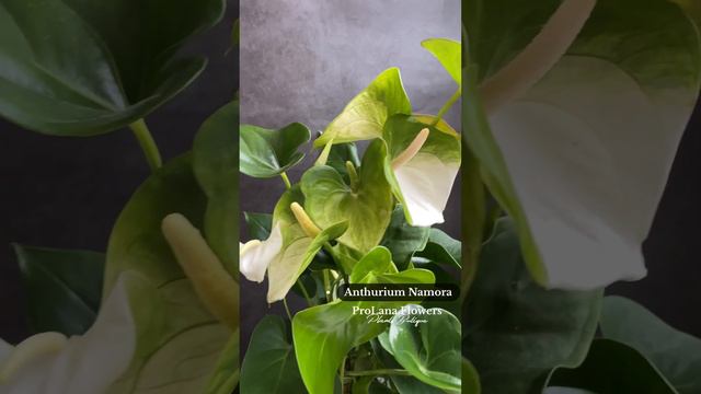 Антуриум Namora #anthurium #prolanaflowers #антуриум