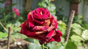 Чтобы куст розы был пышным, срезайте розы только так