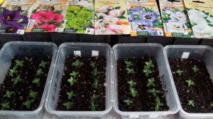 Уход за рассадой эустомы. Пикировка эустомы