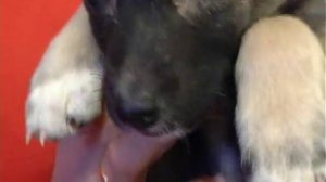 Щенок овчарки ищет хозяина, Отдам в хорошие руки