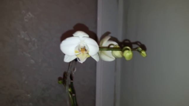 #ОРХИДЕИ Секрет красивых корней на орхидее фаленопсис. Зацвела голубая орхидея спустя 2 года. смотреть онлайн