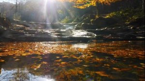 Autumn 4K Nature Relaxation Film - Meditation Relaxing Music - Amazing Nature