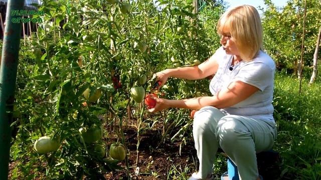 ВЕЛЬМОЖА от Сибирского Сада! Обзор сортов ТОМАТОВ! Советы от ЗЕЛЕНОГО ОГОРОДА!
