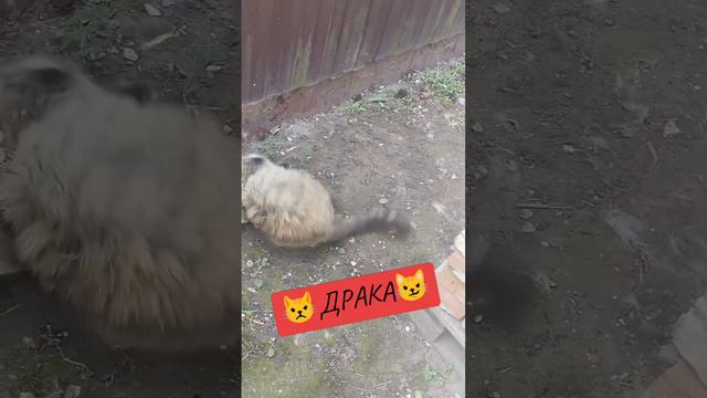 😾ДРАКА😼 #кот #коты #драка