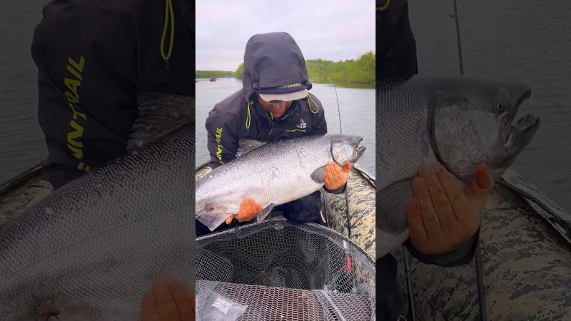 Чавыча 17,4 Воспоминания. Полное видео на канале #kingsalmon