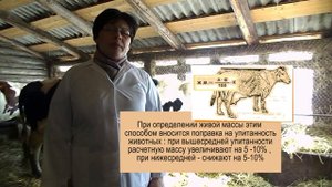Мастер-класс по теме определение живой массы по промерам.mp4