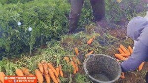 САЛОМ ДЕХКОН ВОЛГОГРАД УРОЖАЙ МОРКОВЬ ? ВОЛГОГРАД УБОРКА И ЦЕНЫ 18 РУБЛЕЙ  ПИШЕТ 8 904 406 80 86