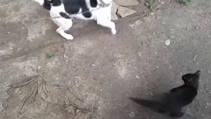 Джек Рассел и котенок дружба на всегда!