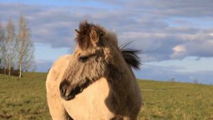 Names & Sound Farm Animals | Animals For Kids | Learn Animals | Duck Chicken Cow Sheep Goat Horse
