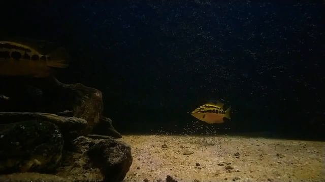 Salvin's cichlid (Cichlasoma salvini) смотреть онлайн