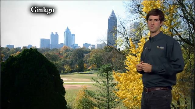 11/8/14 - Fall Magic with Trees and Shrubs смотреть онлайн