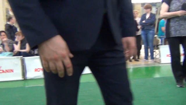 110  Моно пуделей 27.04.2019. Екатеринбург. смотреть онлайн