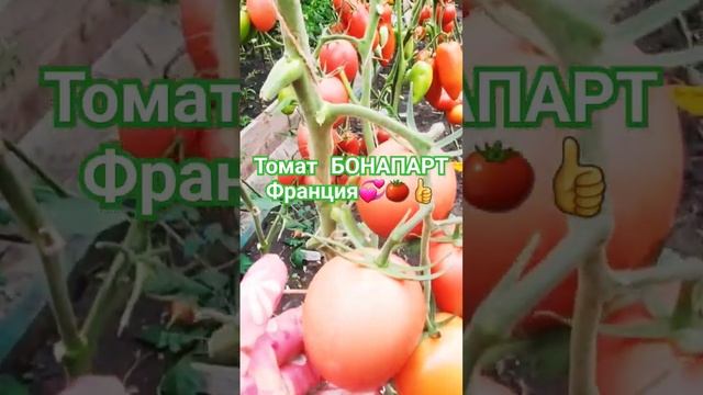 СуперУрожайный, Кистевой,Сливовидный Томат/Обзор МегаУрожайного Томата #влог #помидоры#сортатоматов