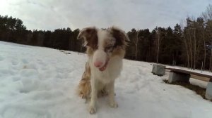 Команда СТЫДНО | Трюк | Дрессировка собак