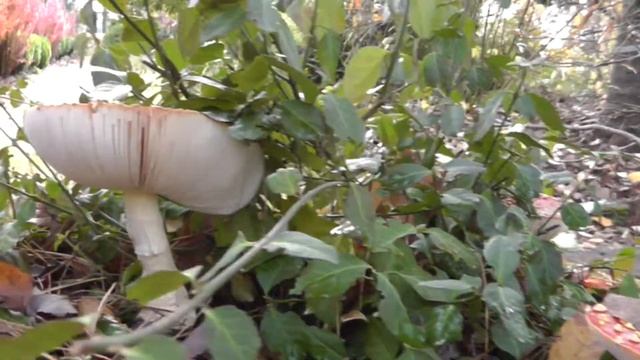 Amanita Muscaria Mushrooms