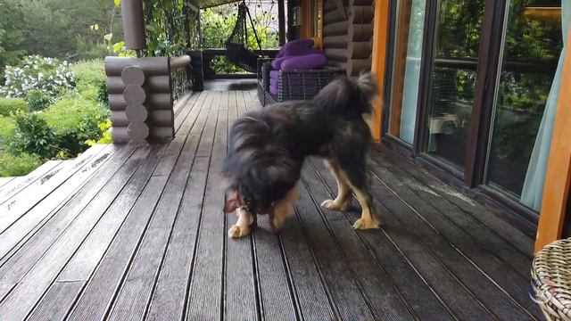 Бой на веранде