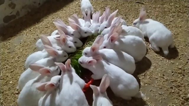 Quyonlar ozuqalanish jarayoni | Процесс кормления кроликов | Process of feeding rabbits смотреть онлайн
