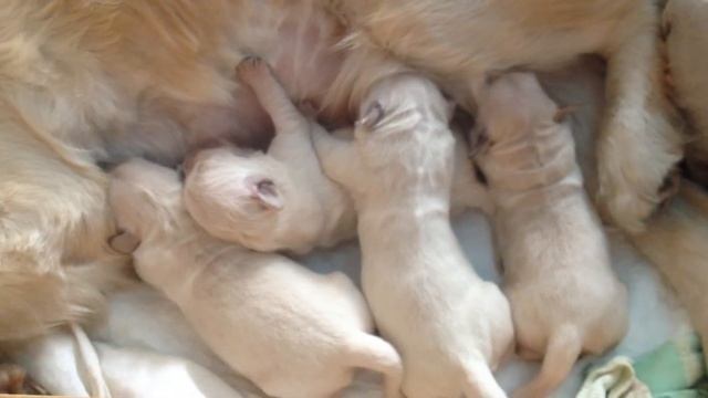 Щенки голден ретривера (золотистого ретривера) на кормлении. Возраст 2 недели смотреть онлайн