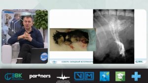 Как лечить асцит у кошек и собак