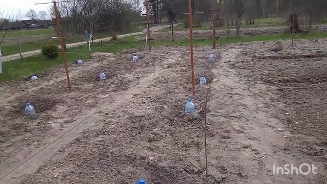 Виноград.нужны ли подкормки и какие смотреть онлайн