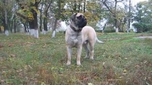 Английский мастиф English mastiff