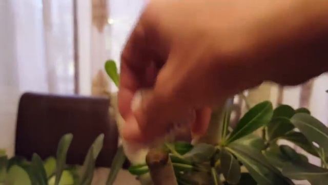 Обрезка Адениума смотреть онлайн