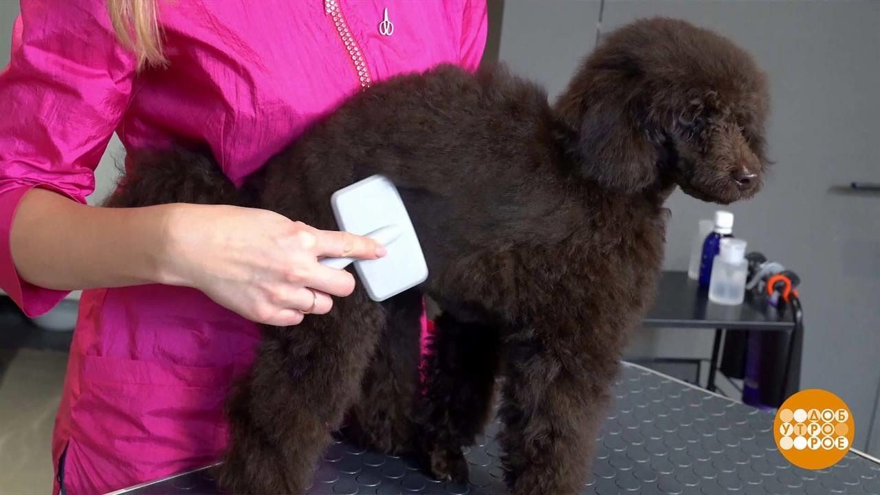 Комплексный уход за собакой. Доброе утро. Фрагмент выпуска от 09.01.2024