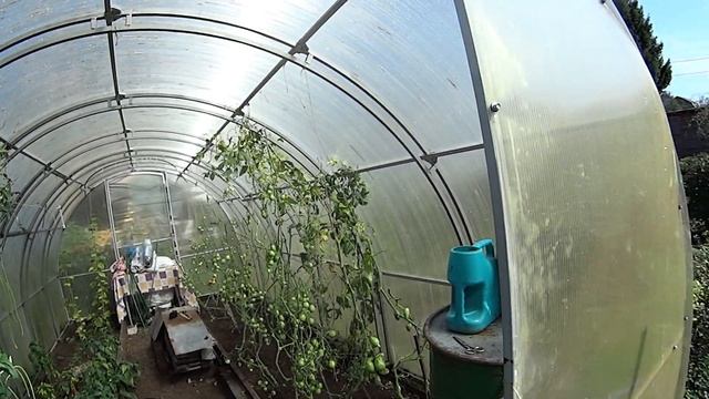 На даче Разделалась с помидорами жимолостью и дереном Шок на дороге смотреть онлайн