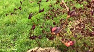 ЖИЗНЬ в ГЛУХОЙ ДЕРЕВНЕ. БЕЛАРУСЬ. ФУНДУК и ЛЕЩИНА. РАЗВЕДЕНИЕ  и СЕЛЕКЦИЯ