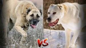 кангал против алабая кто победит?🐶🐩💖💞🤍❤️🧡💛💜💙💚
