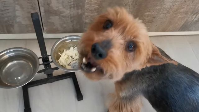 Всеядный зверь? смотреть онлайн