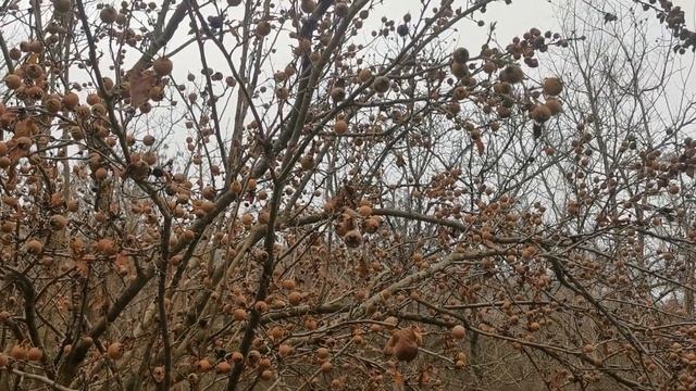 Мушмула ( Mespilus germanica) смотреть онлайн