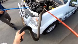 Эти Животные ЗВАЛИ на ПОМОЩЬ! Попробуй НЕ ЗАПЛАКАТЬ и Спасение животных!(3)