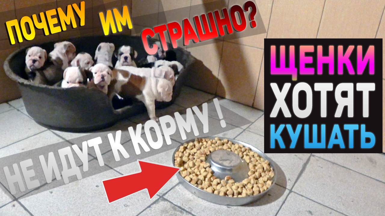 Почему Щенки Боятся Выйти и Подойти к Корму? Останутся Без Ужина? 11 Милых и Забавных Щенков!