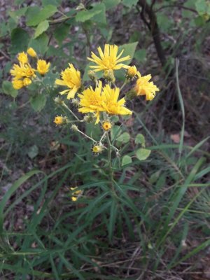77. Ястребинка зонтичная - Hieracium umbellatum