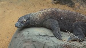 Комодский варан