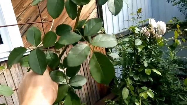 Роза JAMES GALWAY (Джеймс Гелвей), минусы и плюсы. смотреть онлайн