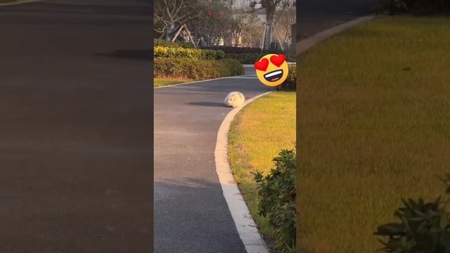 Котики часть 2 | смешные моменты