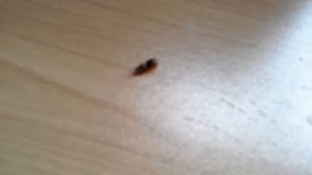 Я показываю королеву муравьёв. смотреть онлайн