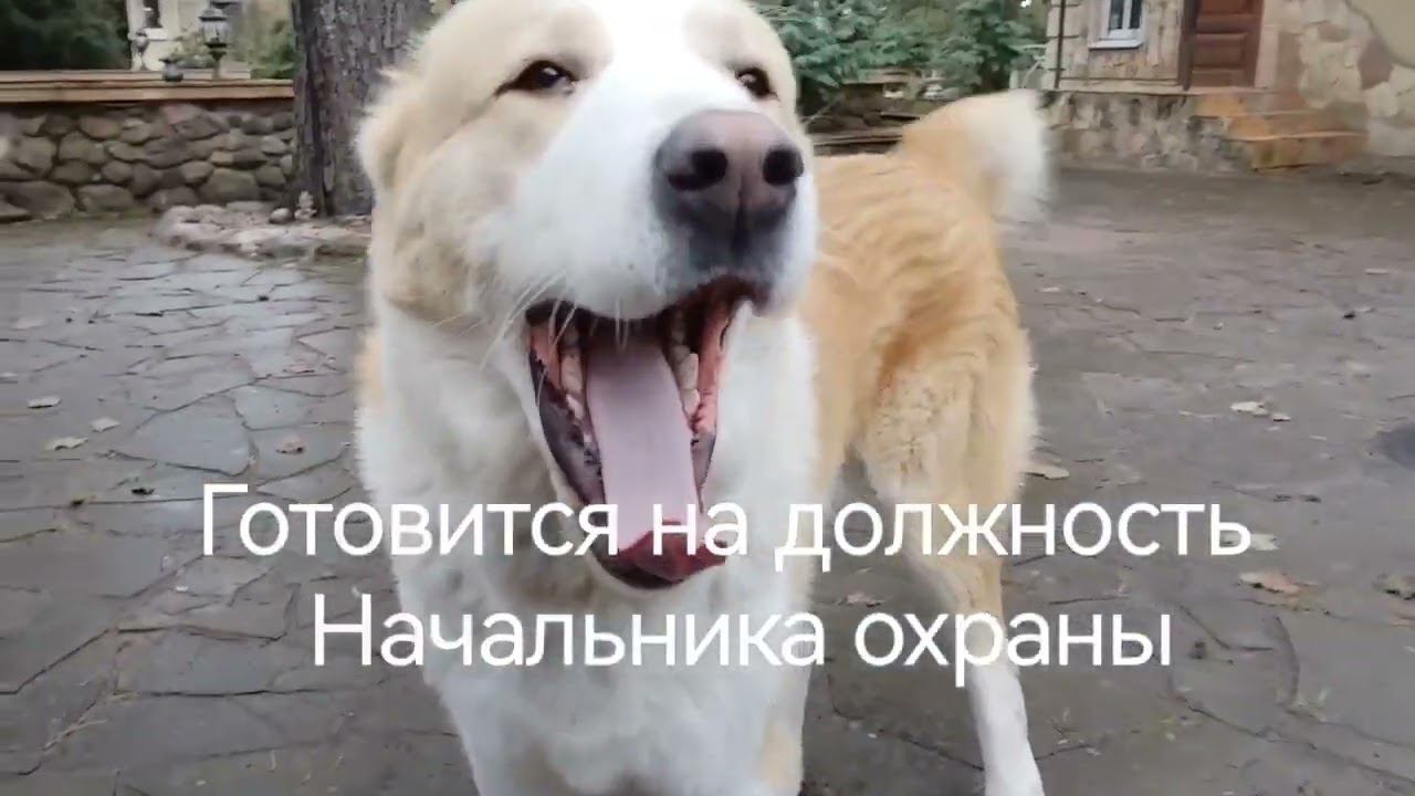 Все о жизни и командной работе кобелей САО. Это вообще возможно? смотреть онлайн