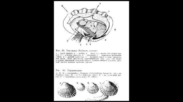 Пластинчатожаберные - 2 смотреть онлайн