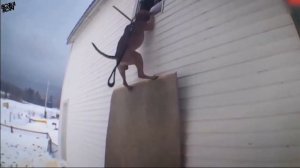 5 САМЫХ ОПАСНЫХ пород собак!