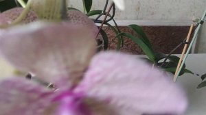 Способы размножения  орхидеи фаленопсис.Как правильно размножать орхидеи ?