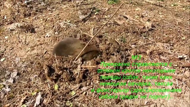 Как избавиться от кротов в саду, на огороде. Самые эффективные способы